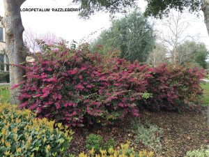 Loropetalum 'Razzleberry' - blooming